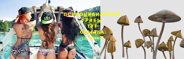 стаф Арсеньев